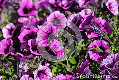 Garden petunia hybrid (Petunia Ã— atkinsiana) in garden, blooming in spring Stock Photo